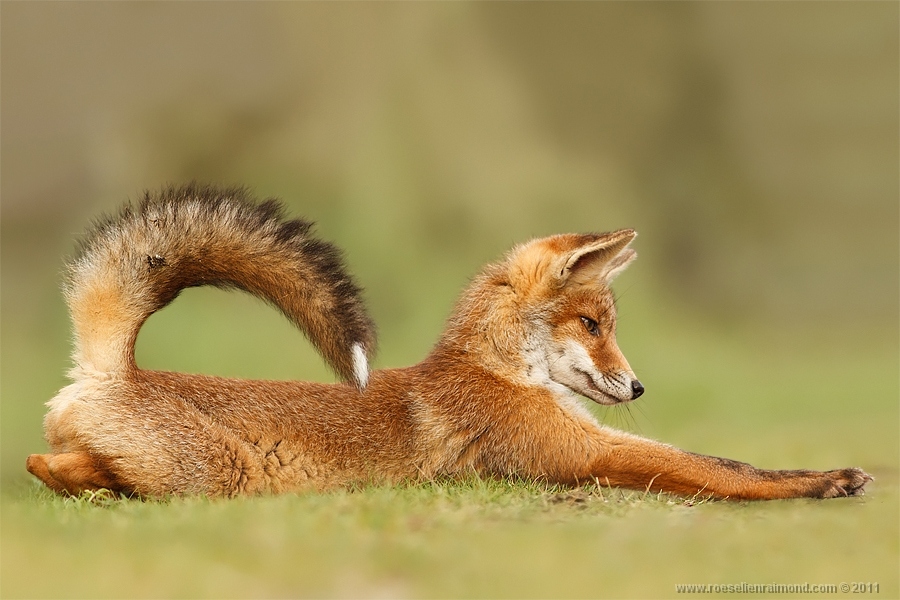 Photograph credited to Roeselien Raimond, 2014. 
