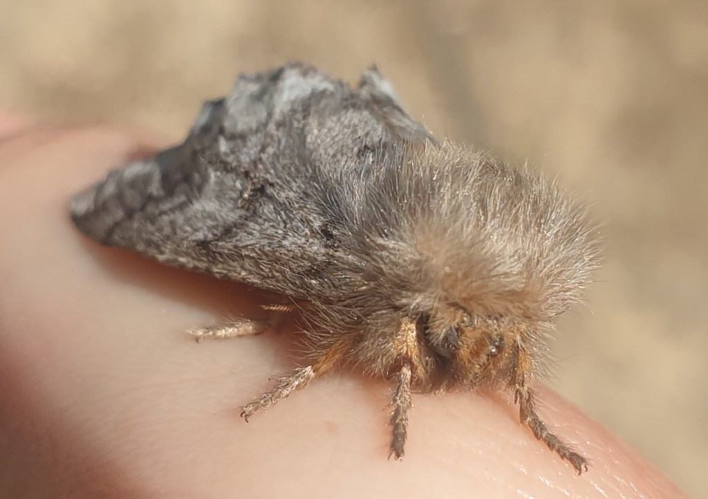 Pine Processionary Moth: Future Threats to&nbsp;Forests